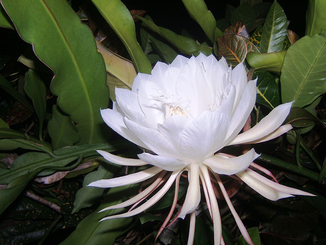 Cadaver Flower