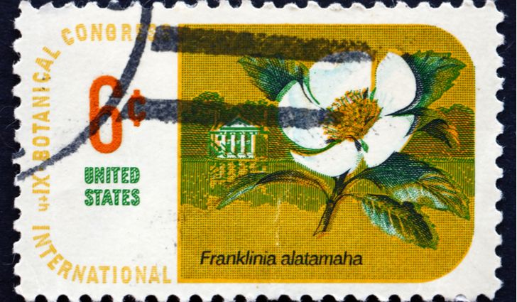 Franklin Tree Flower