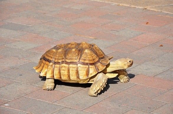 Missing pet turtle