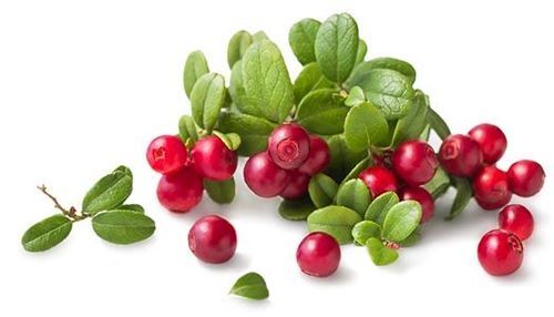 About Bearberry